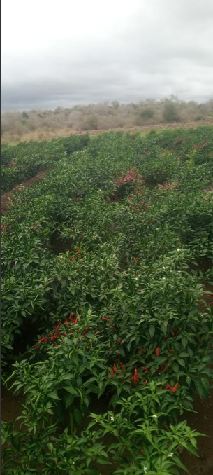 Red Chilli from Kenya